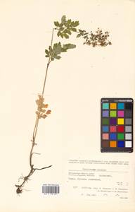 Thalictrum minus subsp. elatum (Jacq.) Stoj. & Stef., Siberia, Chukotka & Kamchatka (S7) (Russia)