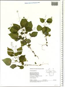 Circaea alpina L., Eastern Europe, Central region (E4) (Russia)