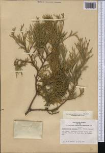 Chamaecyparis pisifera (Siebold & Zucc.) Endl., America (AMER) (United States)