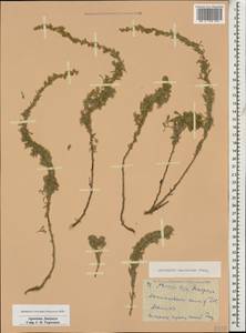 Artemisia austriaca Jacq., Caucasus, Armenia (K5) (Armenia)