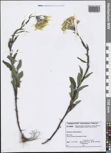 Senecio nemorensis L., Siberia, Central Siberia (S3) (Russia)