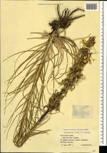 Asphodeline lutea (L.) Rchb., Crimea (KRYM) (Russia)