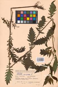 MHA 0 157 792, Lycopus europaeus L., Eastern Europe, Western region (E3) (Russia)