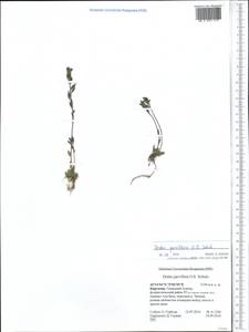 Draba parviflora (Regel) O.E. Schulz, Middle Asia, Northern & Central Tian Shan (M4) (Kyrgyzstan)