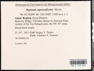Hypnum cupressiforme Hedw., Bryophytes, Bryophytes - Russian Far East (excl. Chukotka & Kamchatka) (B20) (Russia)