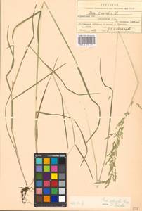 Poa trivialis L., Eastern Europe, North Ukrainian region (E11) (Ukraine)