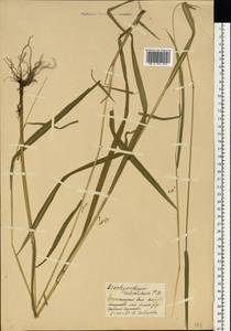 Brachypodium sylvaticum (Huds.) P.Beauv., Eastern Europe, Eastern region (E10) (Russia)