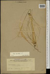 Stipa capillata L., Caucasus, Azerbaijan (K6) (Azerbaijan)