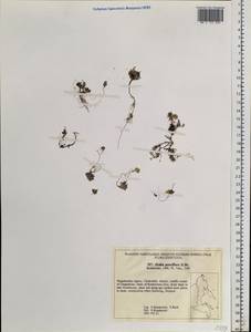 Draba pauciflora R. Br., Siberia, Chukotka & Kamchatka (S7) (Russia)