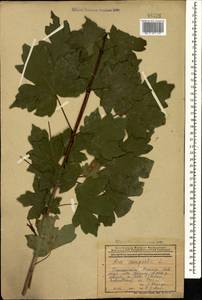 Acer campestre L., Caucasus, Armenia (K5) (Armenia)