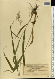Festuca altissima All., Eastern Europe, Volga-Kama region (E7) (Russia)