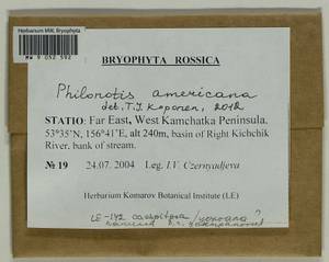 Philonotis americana Dism., Bryophytes, Bryophytes - Chukotka & Kamchatka (B21) (Russia)