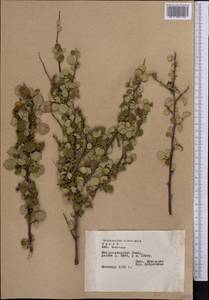 Cotoneaster nummularius Fisch. & C. A. Mey., Middle Asia, Pamir & Pamiro-Alai (M2) (Tajikistan)