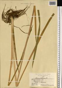 Acorus calamus L., Eastern Europe, Central region (E4) (Russia)
