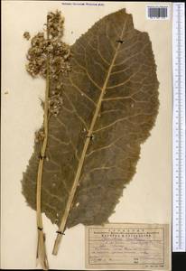 Ligularia macrophylla (Ledeb.) DC., Middle Asia, Western Tian Shan & Karatau (M3) (Kazakhstan)