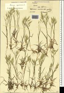 Bromus squarrosus L., Crimea (KRYM) (Russia)