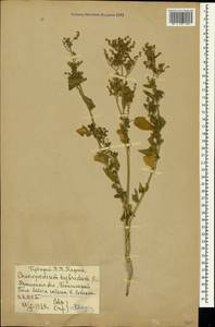 Chenopodiastrum hybridum (L.) S. Fuentes, Uotila & Borsch, Crimea (KRYM) (Russia)