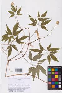 Clematis sibirica (L.) Mill., Eastern Europe, Northern region (E1) (Russia)