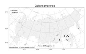Galium amurense Pobed., Atlas of the Russian Flora (FLORUS) (Russia)