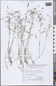 Deschampsia cespitosa subsp. cespitosa, Siberia, Chukotka & Kamchatka (S7) (Russia)