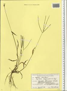 Digitaria sanguinalis (L.) Scop., Eastern Europe, Belarus (E3a) (Belarus)