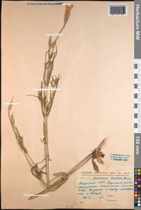 Gentianopsis barbata (Froel.) Ma, Siberia, Yakutia (S5) (Russia)