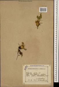 Centaurea rhizantha C. A. Mey., Caucasus, Armenia (K5) (Armenia)