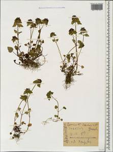 Lamium caucasicum Grossh., Caucasus, Azerbaijan (K6) (Azerbaijan)