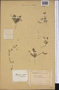 Astragalus ankylotus Fisch. & Mey., Middle Asia, Caspian Ustyurt & Northern Aralia (M8) (Kazakhstan)