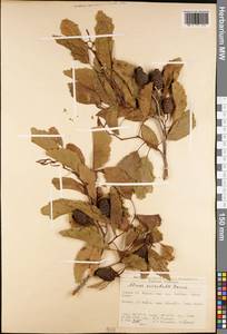 Alnus orientalis Decne., South Asia, South Asia (Asia outside ex-Soviet states and Mongolia) (ASIA) (Turkey)