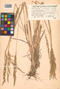 Calamagrostis arundinacea (L.) Roth, Siberia, Russian Far East (S6) (Russia)