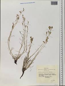 Silene jeniseensis Willd., Siberia, Altai & Sayany Mountains (S2) (Russia)