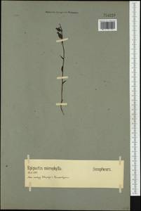 Epipactis microphylla (Ehrh.) Sw., Western Europe (EUR) (Germany)