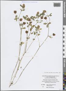 Trifolium campestre Schreb., Eastern Europe, North-Western region (E2) (Russia)