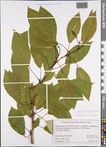 Populus trichocarpa Torr. & A. Gray ex Hook., Eastern Europe, Central forest region (E5) (Russia)