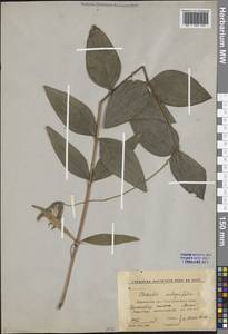 Clematis integrifolia L., Eastern Europe, Central forest-and-steppe region (E6) (Russia)