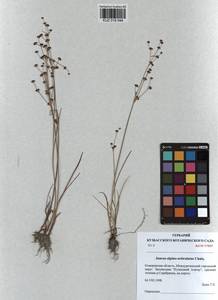 Juncus alpinoarticulatus Chaix, Siberia, Altai & Sayany Mountains (S2) (Russia)