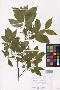 Euonymus europaeus L., Eastern Europe, South Ukrainian region (E12) (Ukraine)