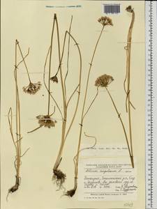 Allium angulosum L., Eastern Europe, Eastern region (E10) (Russia)