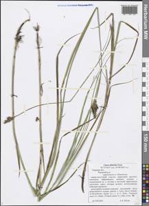 Carex disticha Huds., Eastern Europe, North-Western region (E2) (Russia)