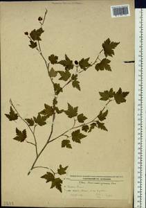 Ribes maximoviczianum Kom., Siberia, Russian Far East (S6) (Russia)