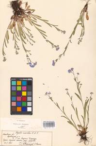 Myosotis alpestris F.W.Schmidt, Eastern Europe, Moscow region (E4a) (Russia)