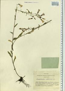 Campanula sibirica L., Siberia, Altai & Sayany Mountains (S2) (Russia)