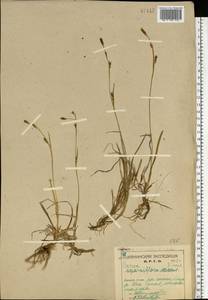Carex vaginata Tausch, Eastern Europe, Northern region (E1) (Russia)