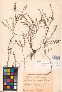 MHA 0 158 409, Mentha micrantha (Fisch. ex Benth.) Haw. ex Schult. & Schult.f., Eastern Europe, Lower Volga region (E9) (Russia)