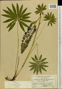 Lupinus polyphyllus Lindl., Eastern Europe, Moscow region (E4a) (Russia)