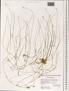 Carex pauciflora Lightf., Mongolia (MONG) (Mongolia)