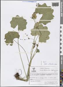 Alchemilla lindbergiana Juz., Eastern Europe, Central forest-and-steppe region (E6) (Russia)