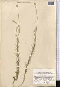 Callicephalus nitens (M. Bieb. ex Willd.) C. A. Mey., Middle Asia, Kopet Dag, Badkhyz, Small & Great Balkhan (M1) (Turkmenistan)