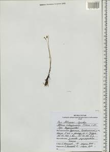Allium vodopjanovae N.Friesen, Siberia, Baikal & Transbaikal region (S4) (Russia)